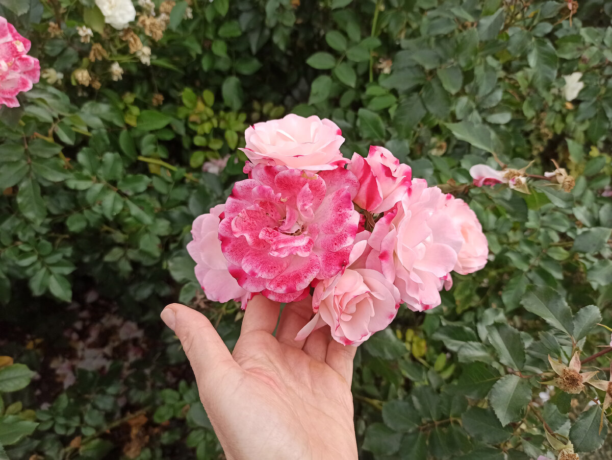 розы обалденно красивые ))