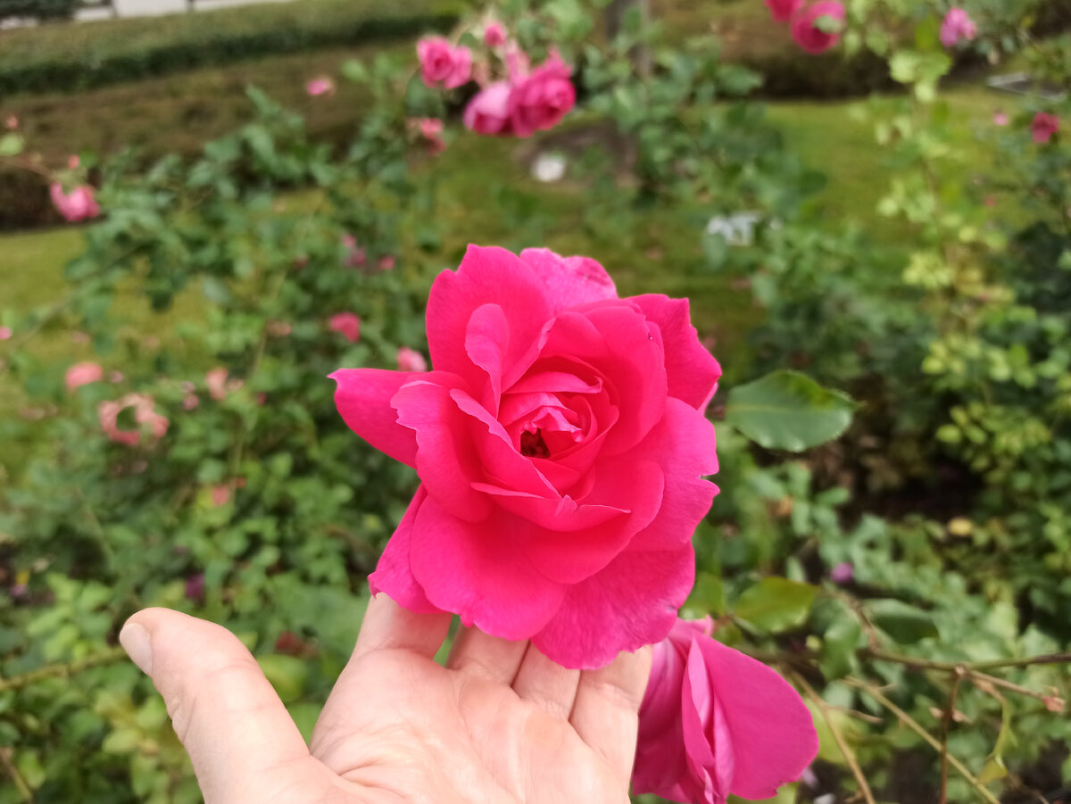 одноцветные розы 