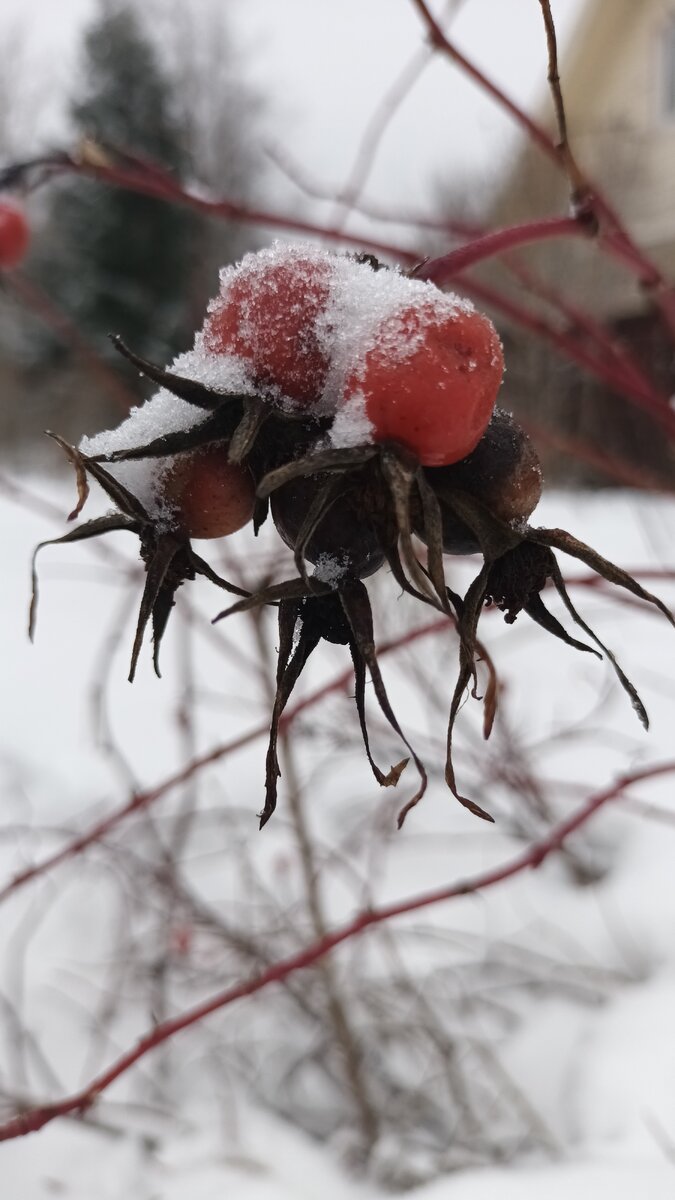 Экология зимой. Фото автора