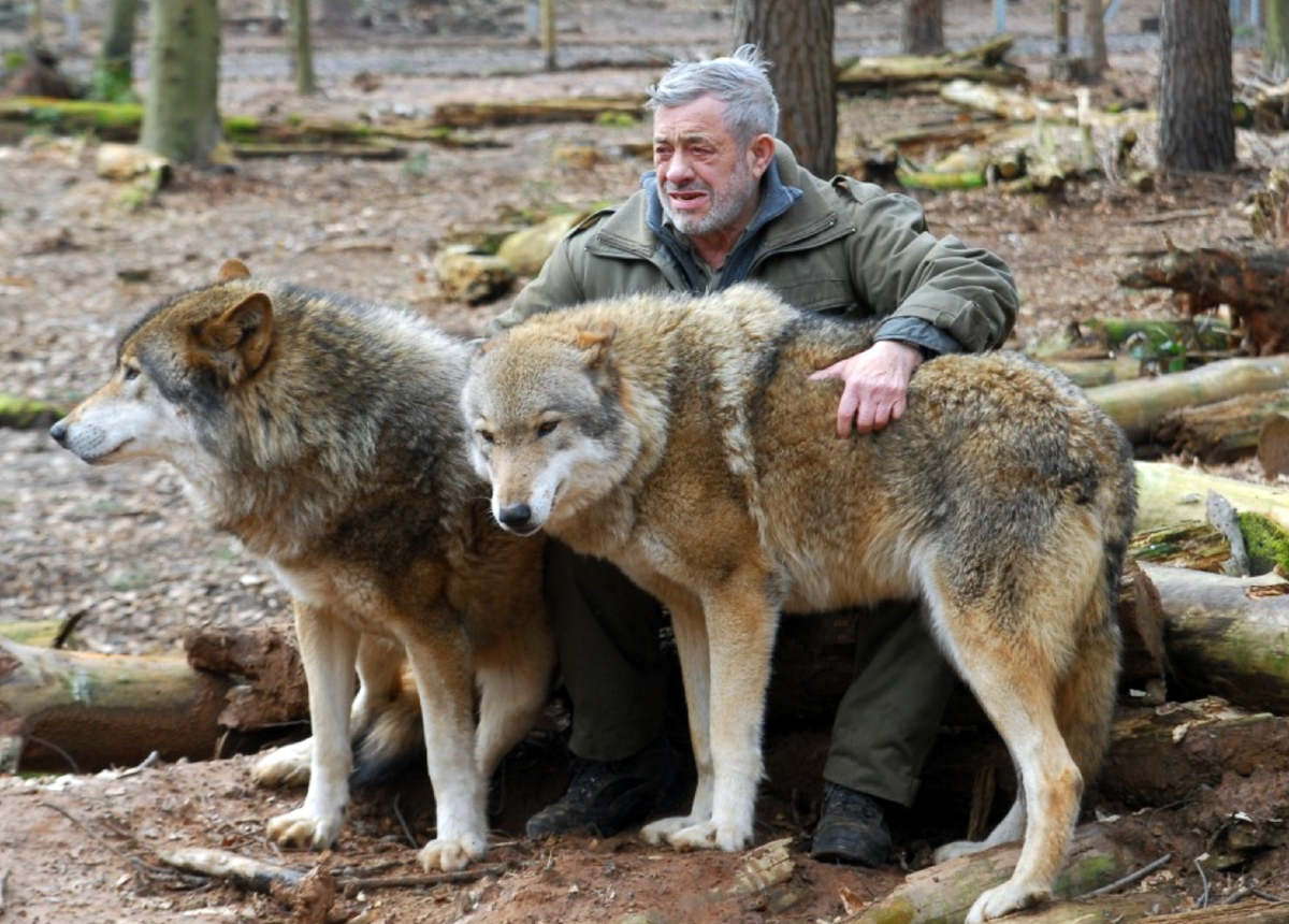 Дикая жизнь волков. Прирученный волк. Серый волк и человек.