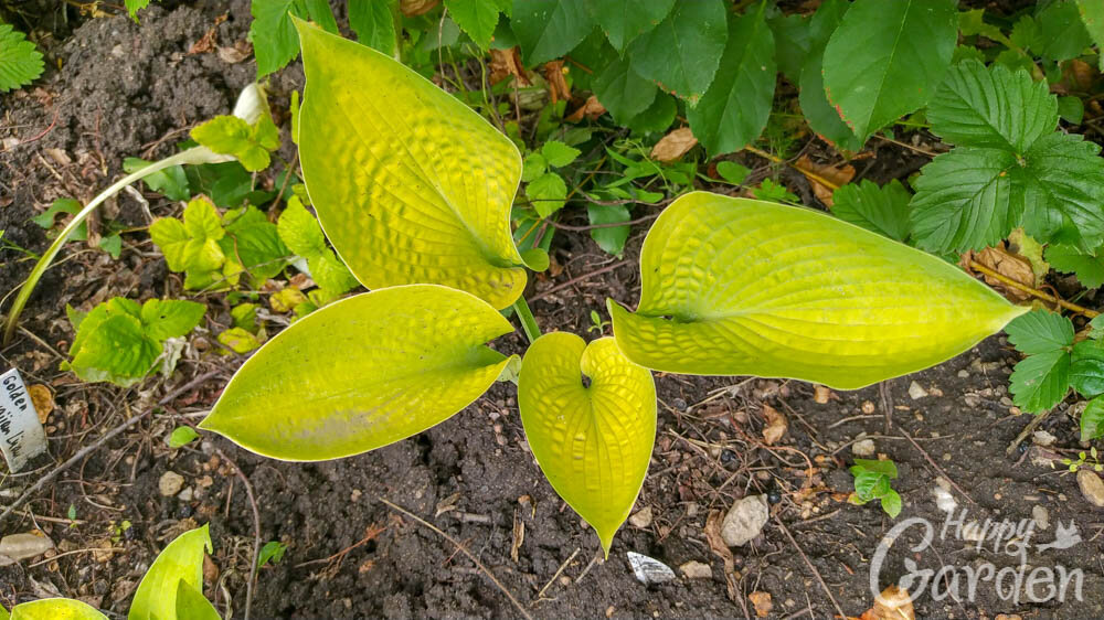 Рассуждение и описание отличие. Как отличить описание от рассуждения. Как определить тип речи 5 класс. Сходство проектной и исследовательской деятельности. Различия организационных и функциональных.