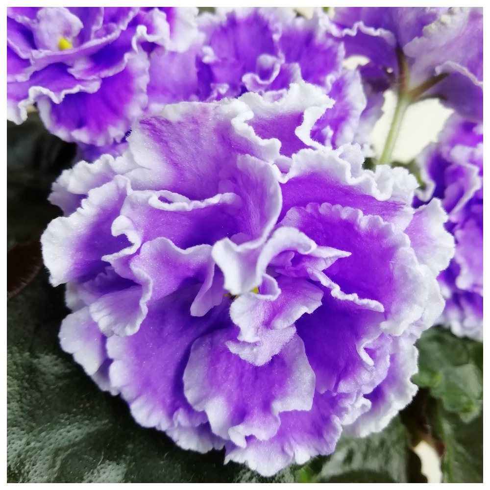 НК-Лилон-Лила