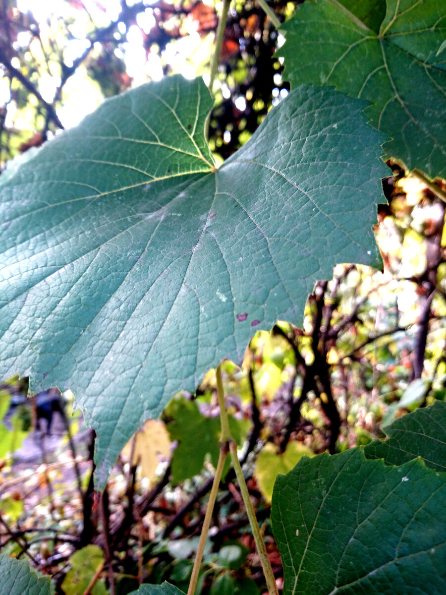 Осень. Фотография из личного архива автора