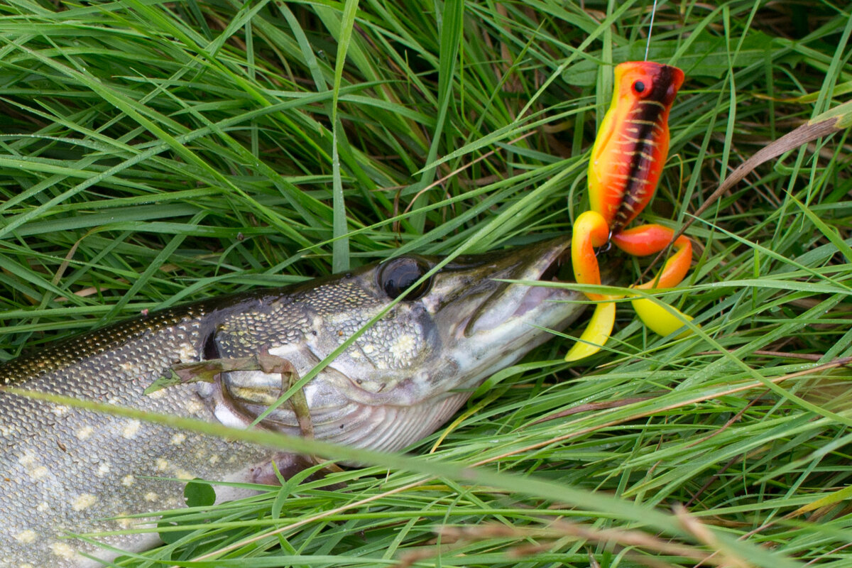 Косадака Таргет Фрог - лягушка-царевна ))