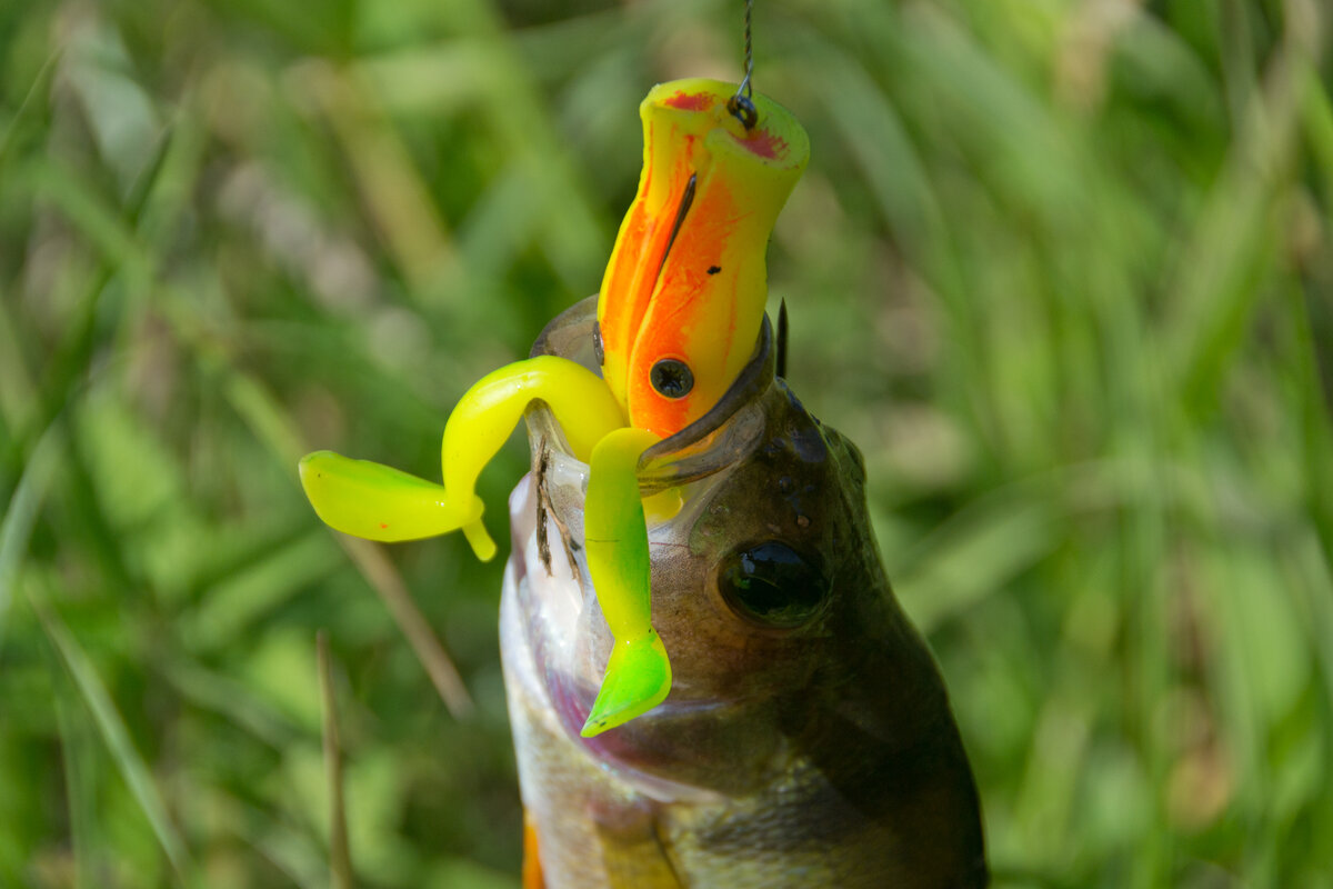 Не пролезла