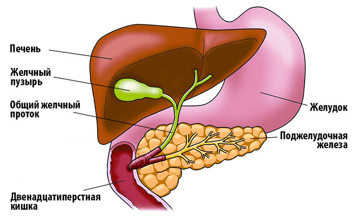 Как убрать желчь из желудка
