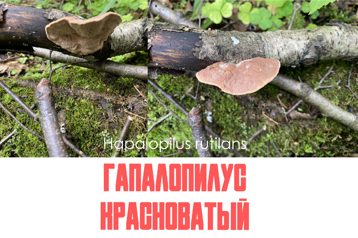 Невзрачный и малоизвестный гриб