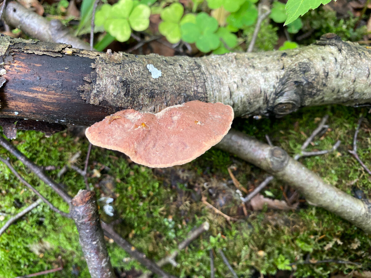 Совсем невыразительный гриб