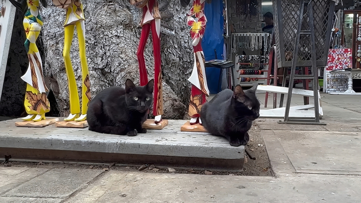 Когда возникают проблемы, многие начинают пенять на черных кошек, а зря! 