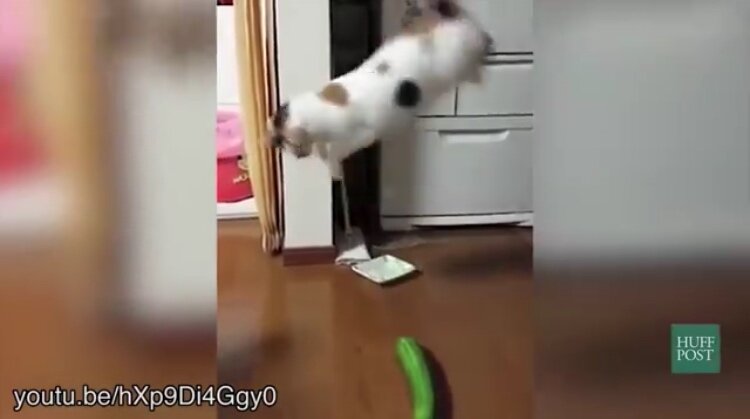 Скрин из одного такого видео, бедный котик от испуга даже подпрыгнул!