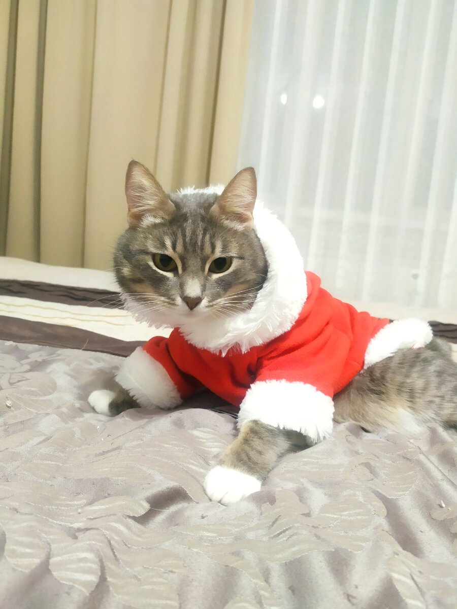 Примерили новогодний костюм, но он Сутулому совсем не понравился.