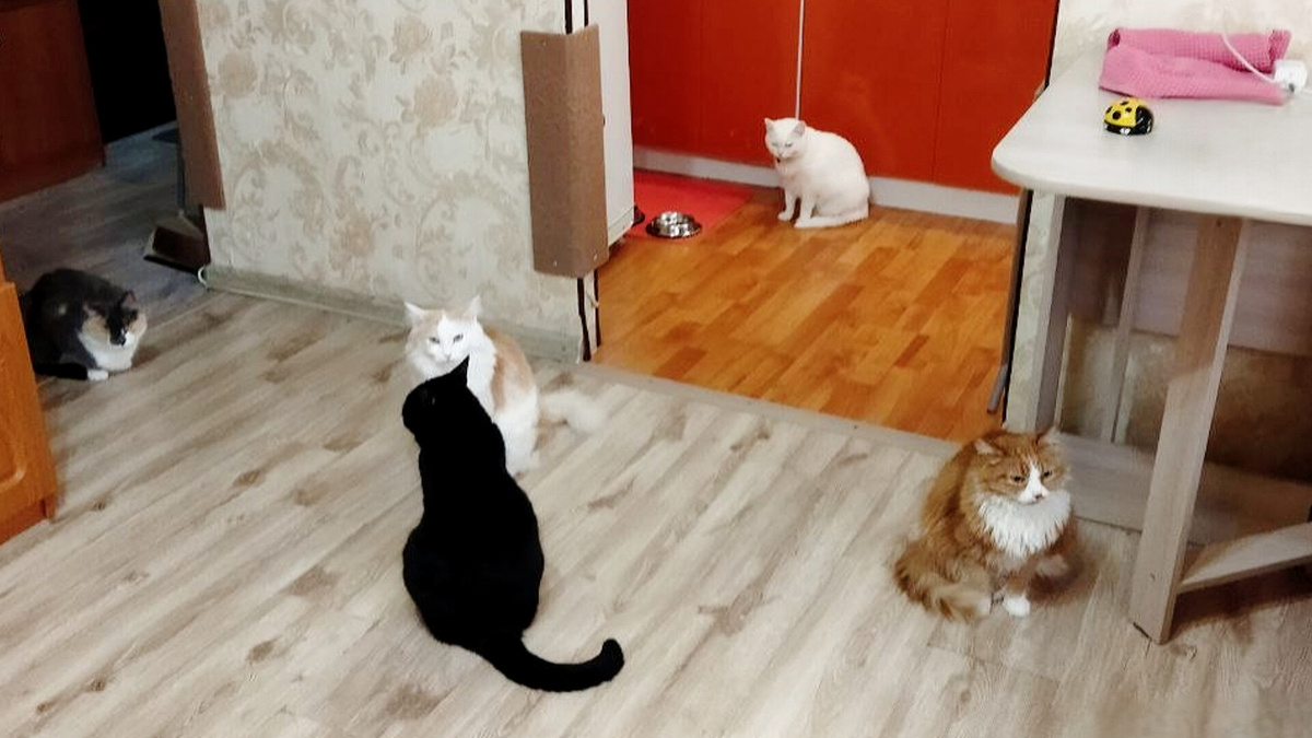 Мои питомцы