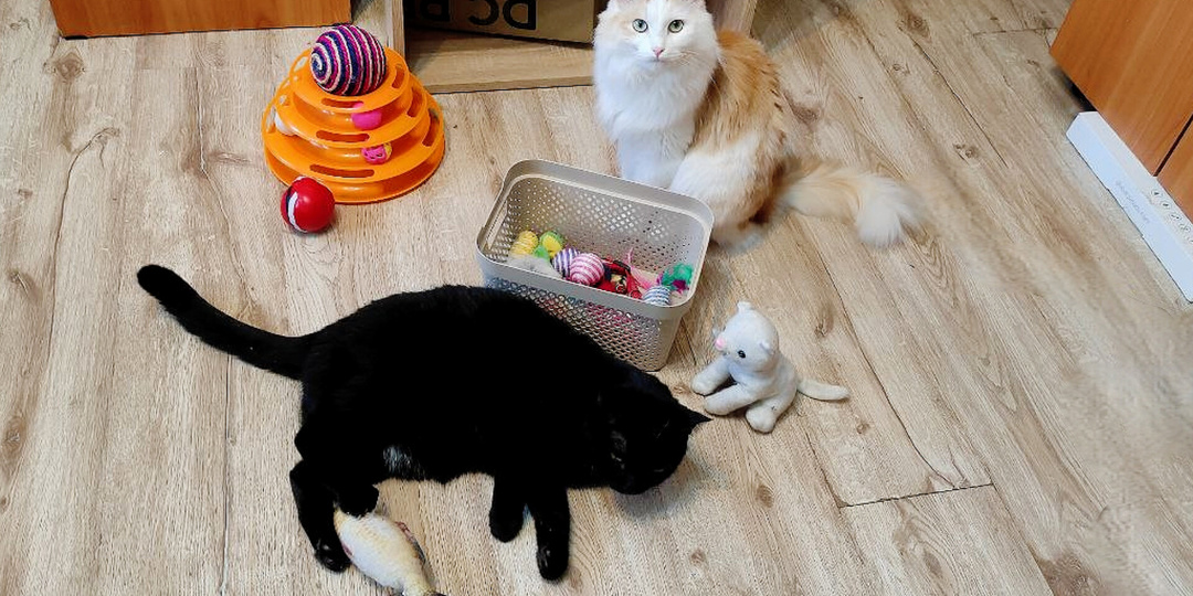 Топ-5 простых советов для хозяев, чтобы кот жил долго и счастливо