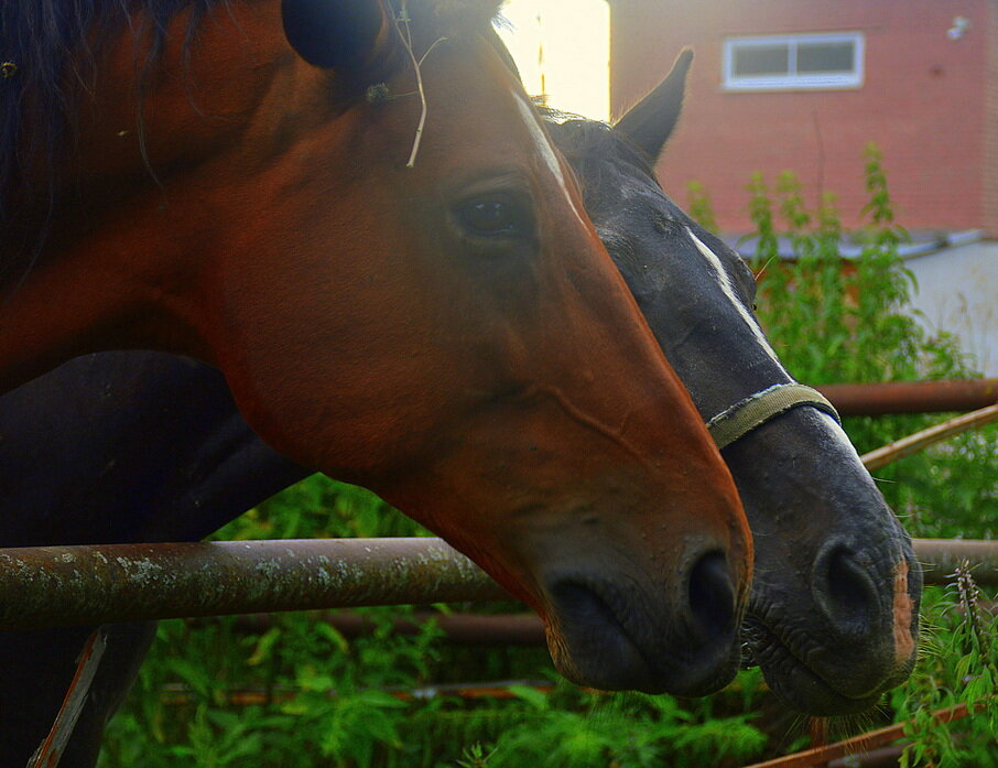 На конезаводе