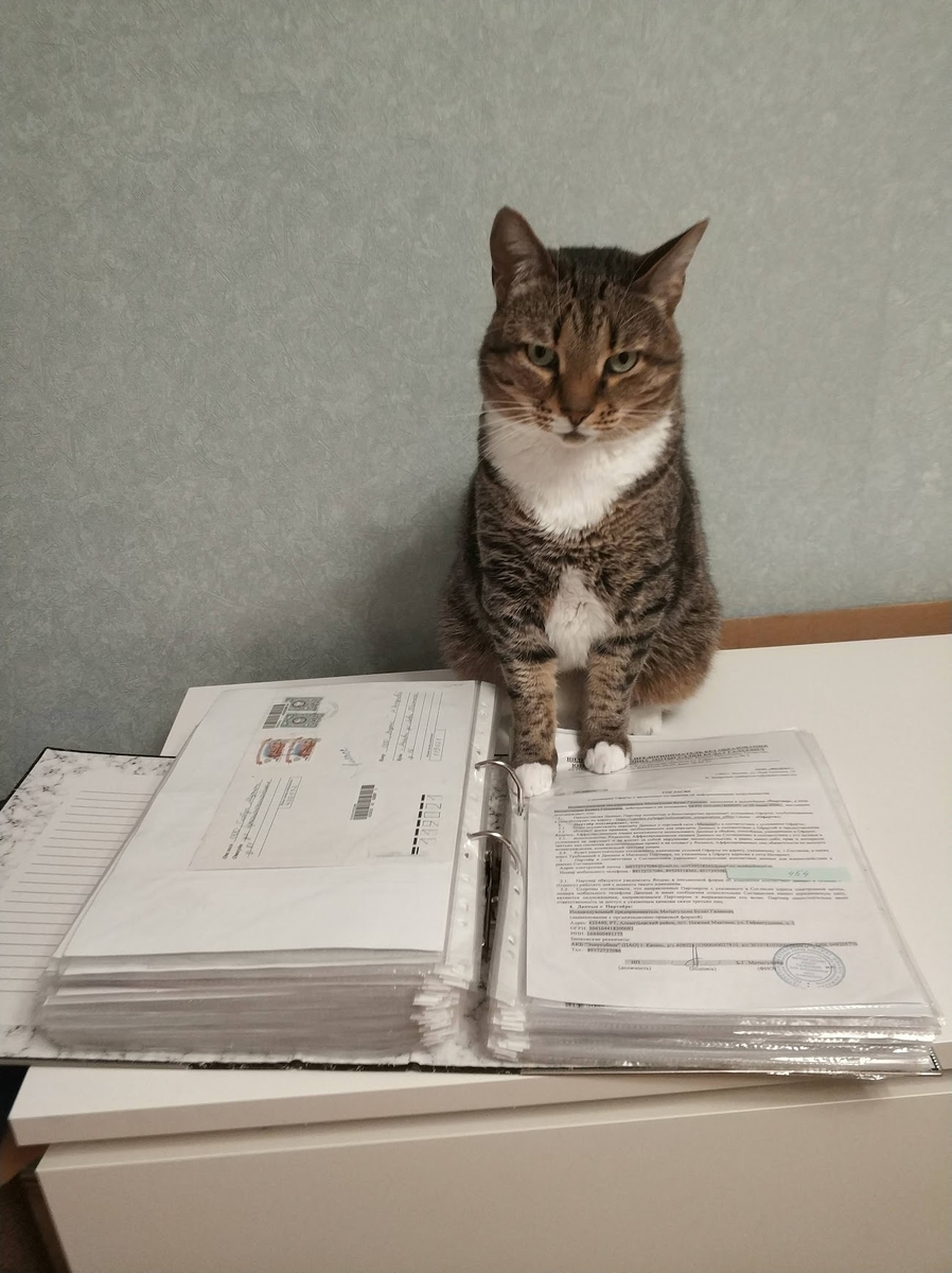 Мой кот Васенька всегда помогает мне с документами