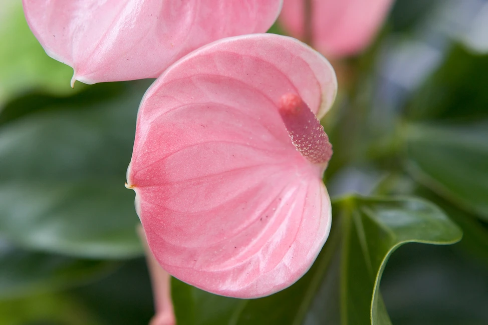 розовый Anthurium 'Champion Pink' Входит в серию "Чемпион", которая также доступна в красном, белом, коралловом и ванильном цветах. В x Ш.: 50 см x 50 см