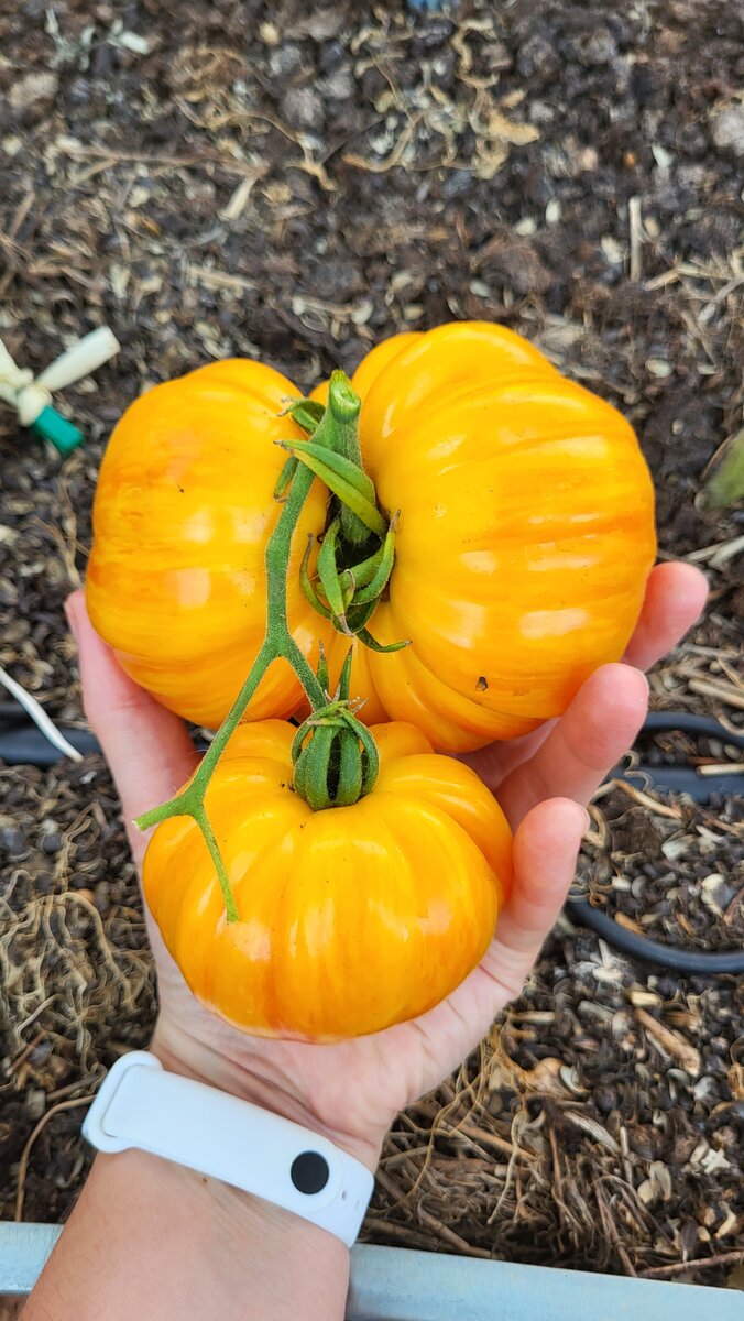 Литиевый Закат (Lithium Sunset)