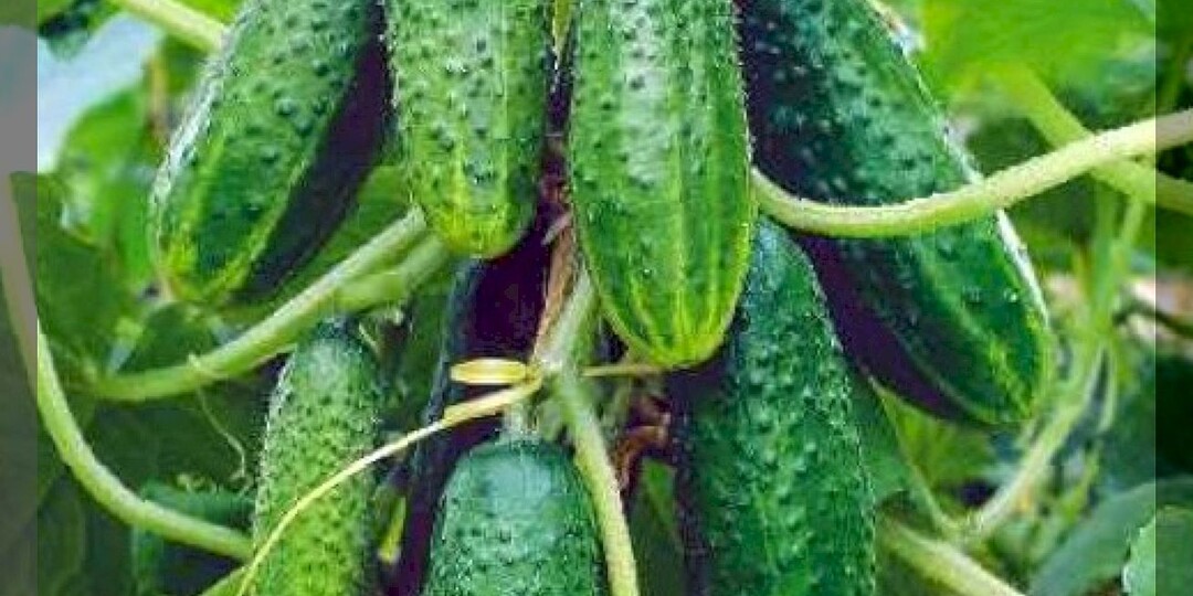 Популярные уже много лет сорта и гибриды огурцов: проверенные временем огурцы для заготовок и летних салатов