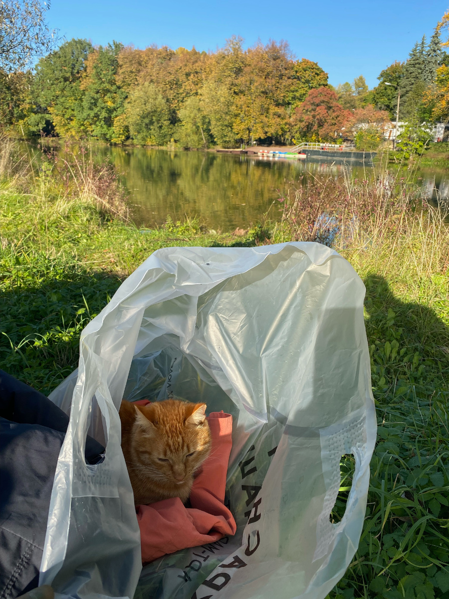 Осенний кот на осенней ветровке🍁