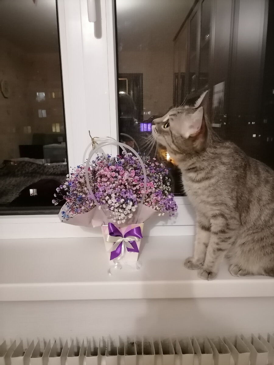 Моя кошка вам для позитива, вдохновения