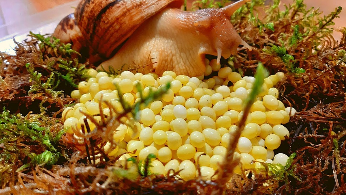 Яйца улиток. Фото из открытого источника