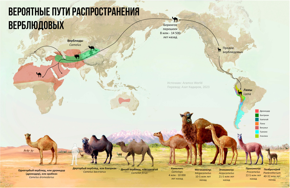 Источник: www.aramcoworld.com/Articles/November-2018/Camels-The-Magnificent-Migration