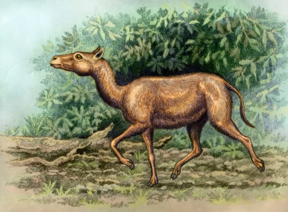 Protylopus petersoni by WillemSvdMerwe