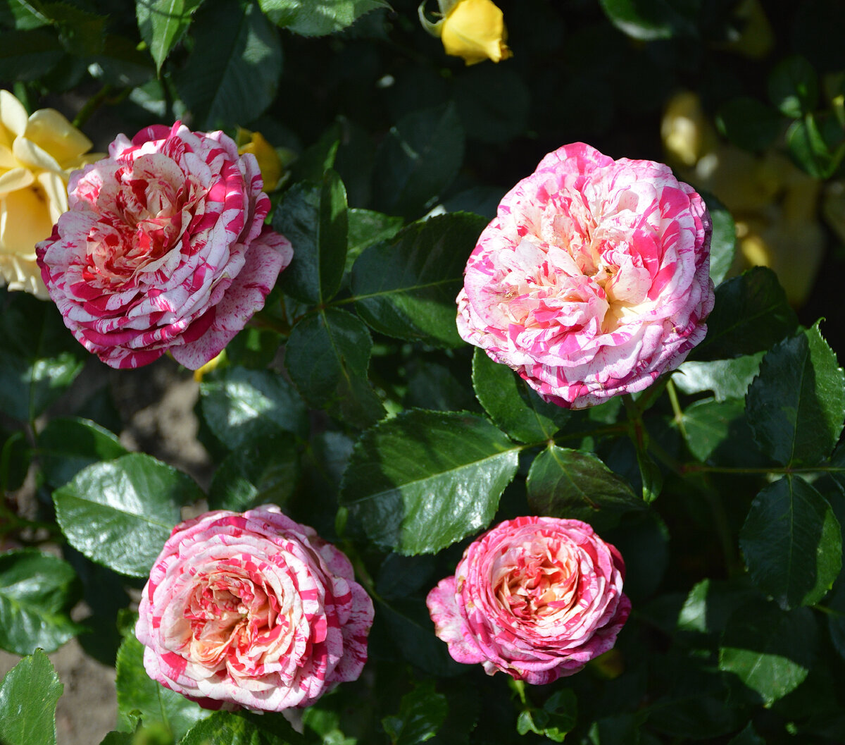 Хороша 'Абракадабра', да не та. А рядом - и вовсе жёлтая Голдэльзе