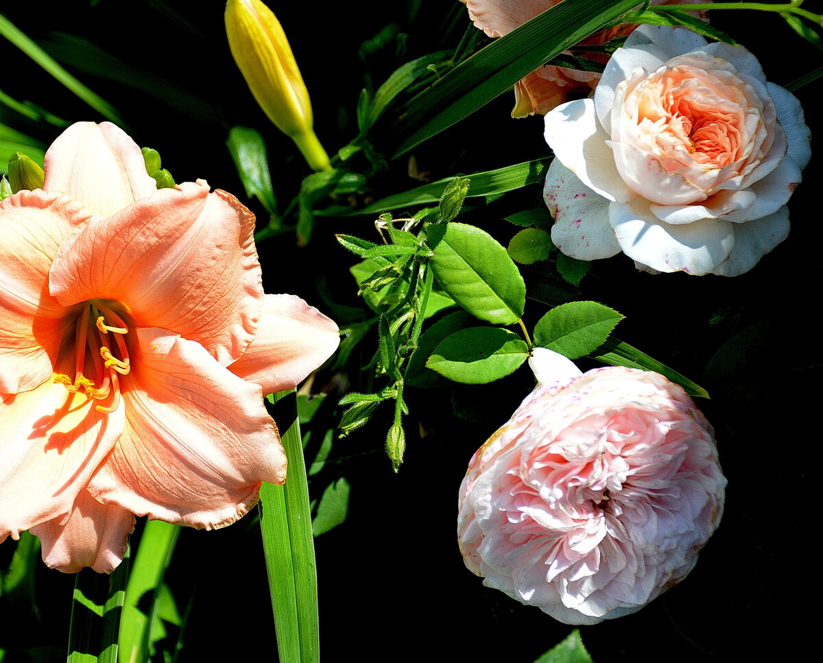 Все фотографии в статье мои. Цветут: случайная неизвестная роза и лилейник. 2022 год