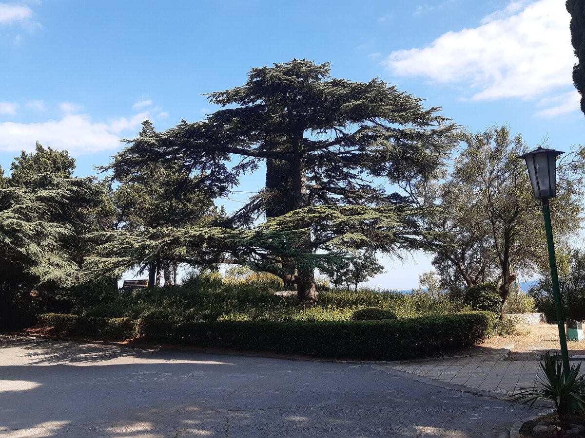 Мисхорский парк, 200-летние деревья