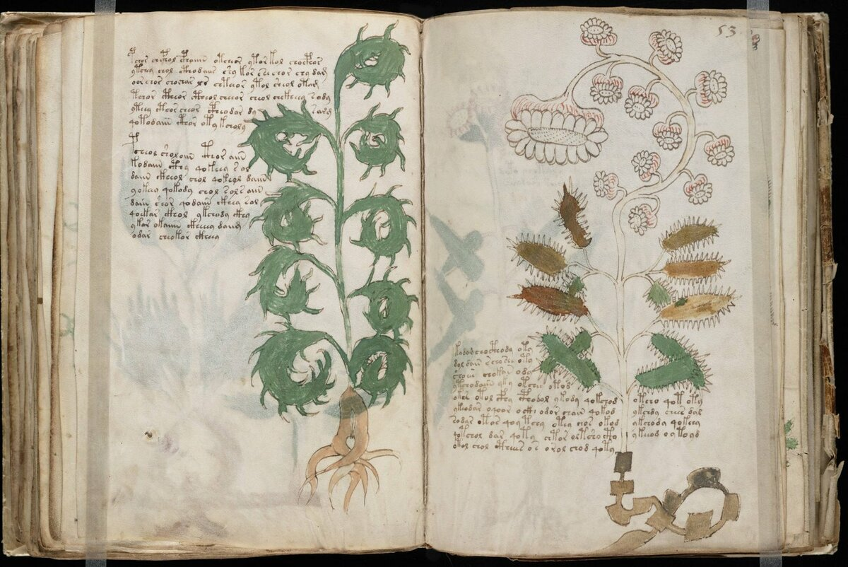 таинственная книга войнича. рукопись войнича. рукопись войнича книга. загадочная рукопись войнича. рукопись войнича книга рукописи.