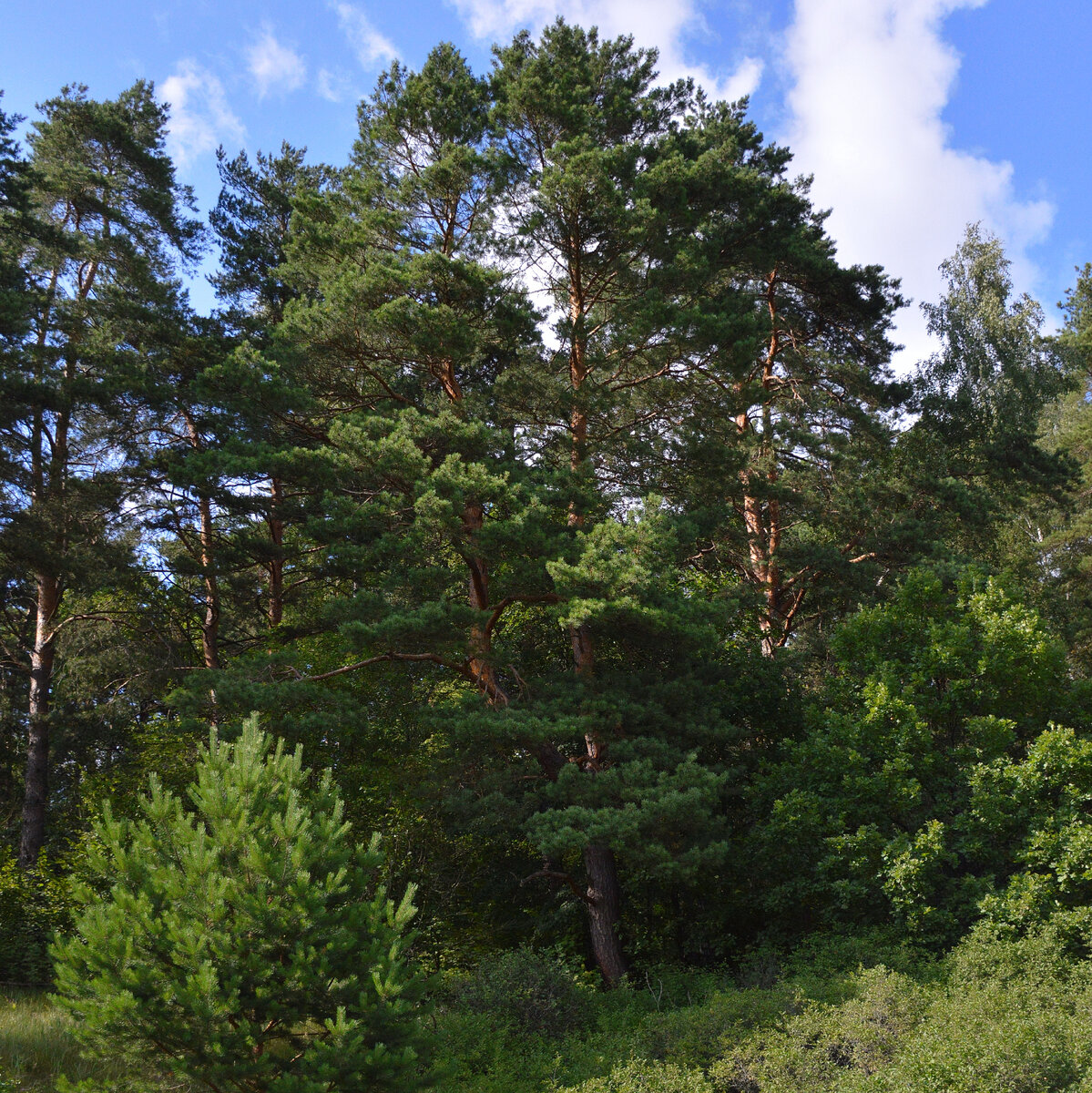 Сосны до неба - наш лес. Все фотографии в статье мои