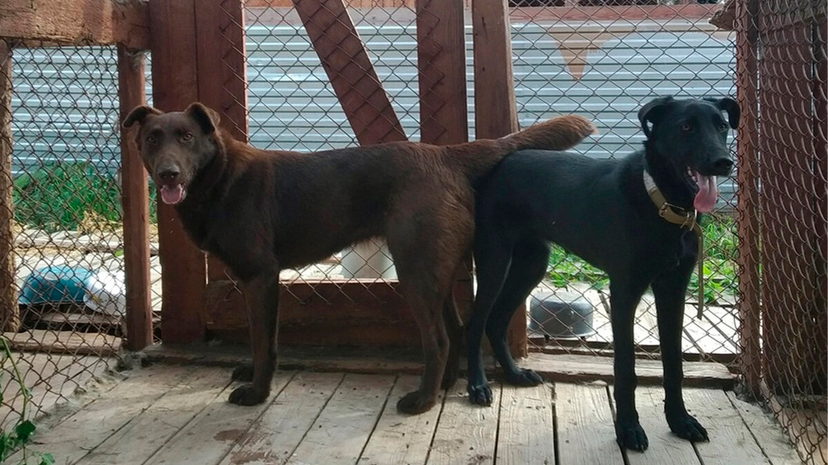 Ванда и Африка, мама и дочка / все фотографии в тексте - автора