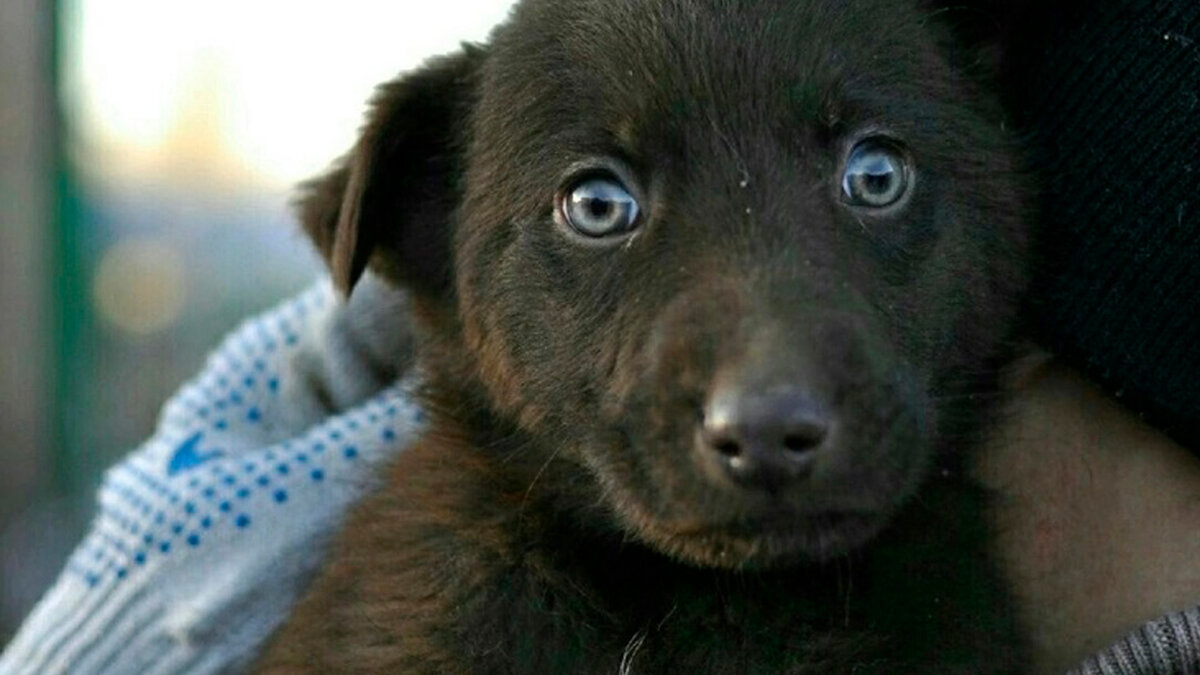 Это маленькая Ванда перед отъездом домой (на фото она почему-то темненькая вышла, на самом деле она была темно-шоколадного окраса, а сейчас еще посветлела)