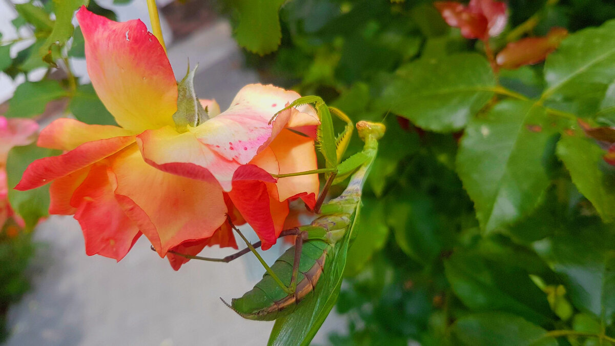 Богомол за работой на цветке розы Сахара