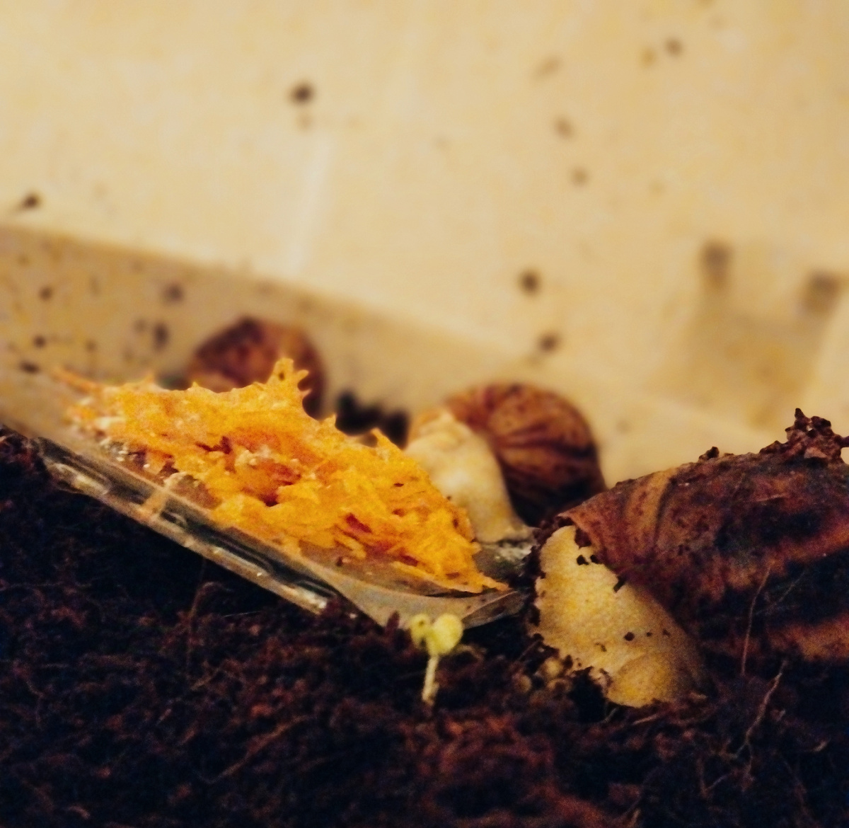 Улитки собираются поужинать тёртой морковью с кальцием.