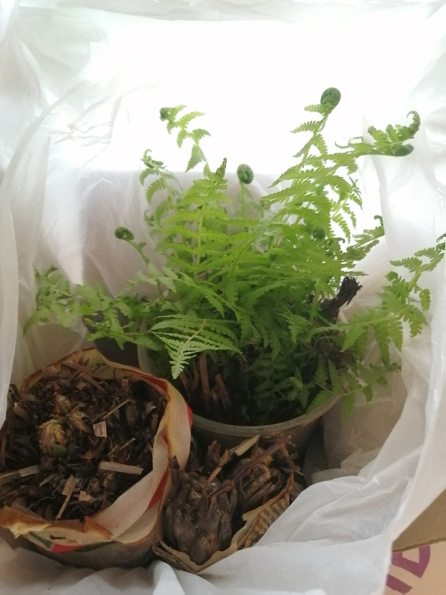 Страусники юные и огромные. Юные проснулись, огромные не торопятся, опытные!