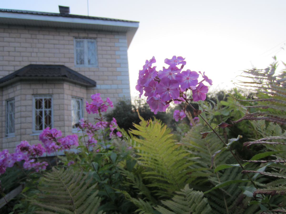 Страусник и флоксы. Флоксы со страусником не уживаются, папоротник их вытесняет!