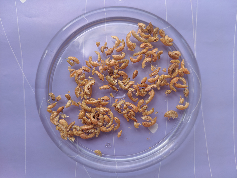 Фото из открытого источника. Интернет. Гаммарус.