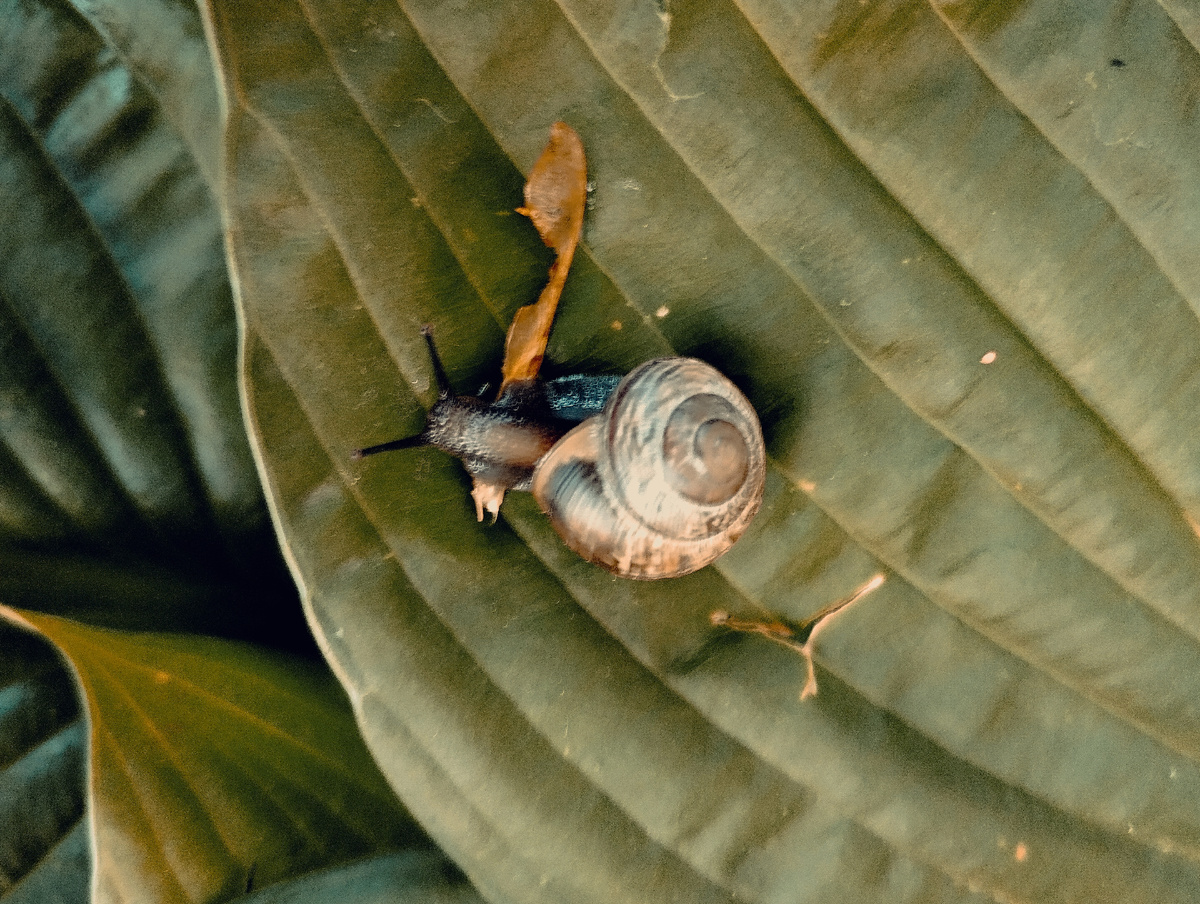 Улитки на природе. Мое фото.