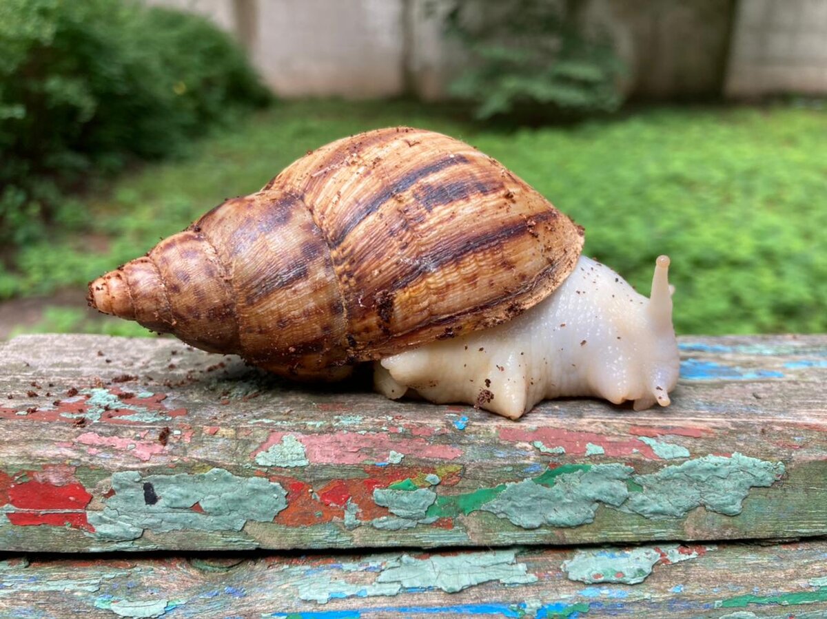 Ахатина Ретикулята 