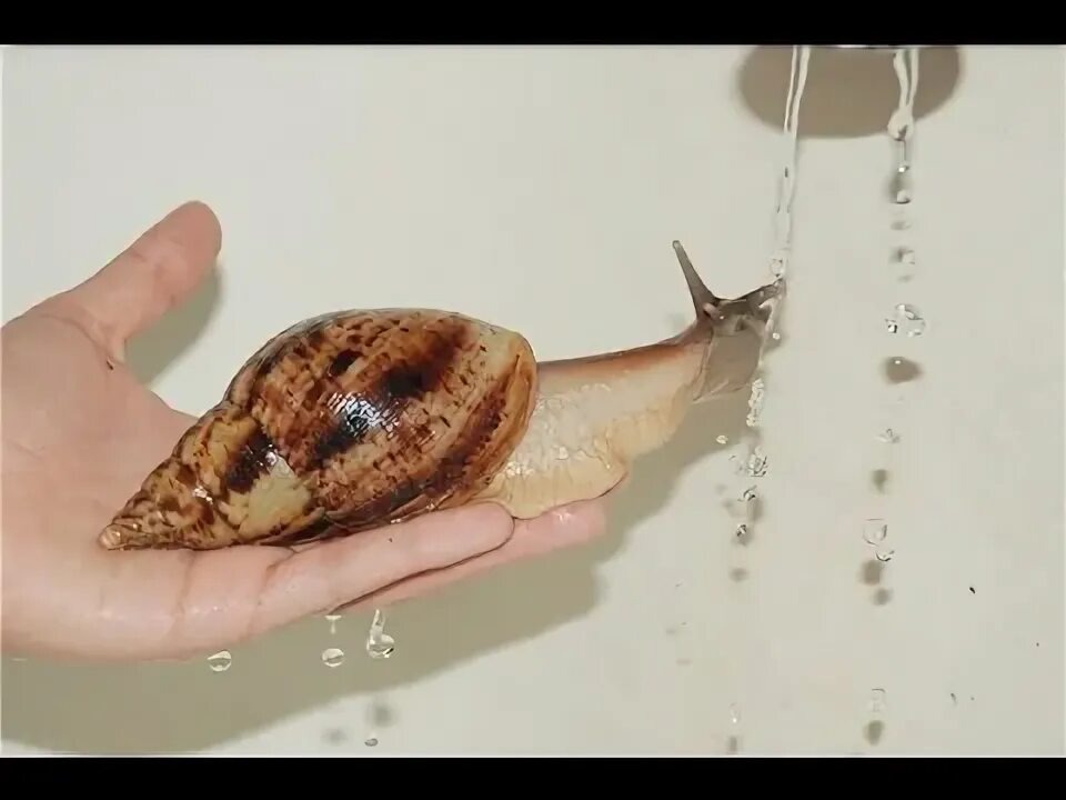 Фото из открытого источника. Интернет.