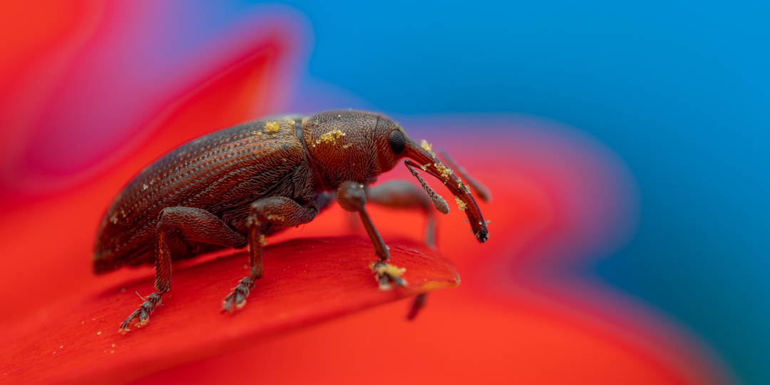 Заработок макро фотографа на Дзене