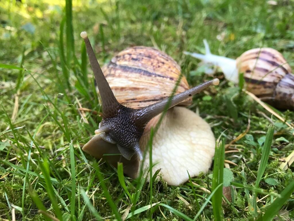 Ахатина Ретикулята 