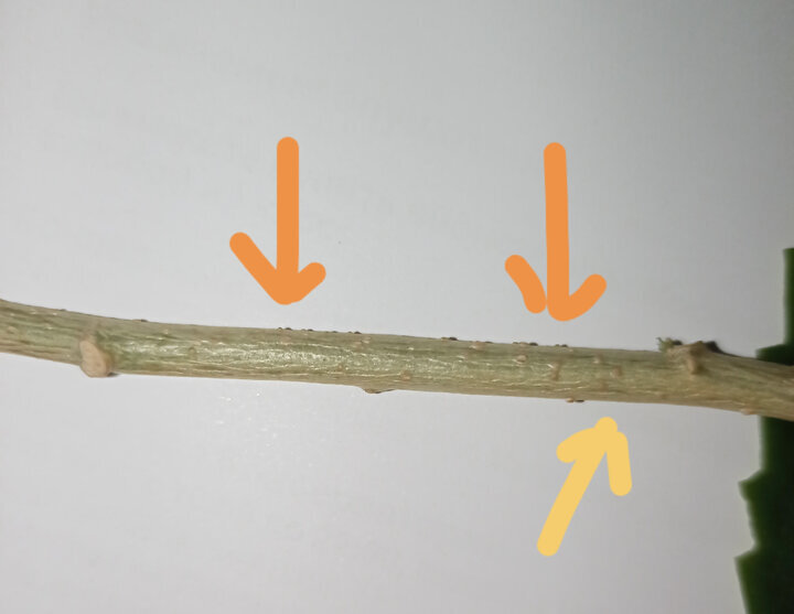 Они повсюду! Пример здоровой ветки со спящими почками.