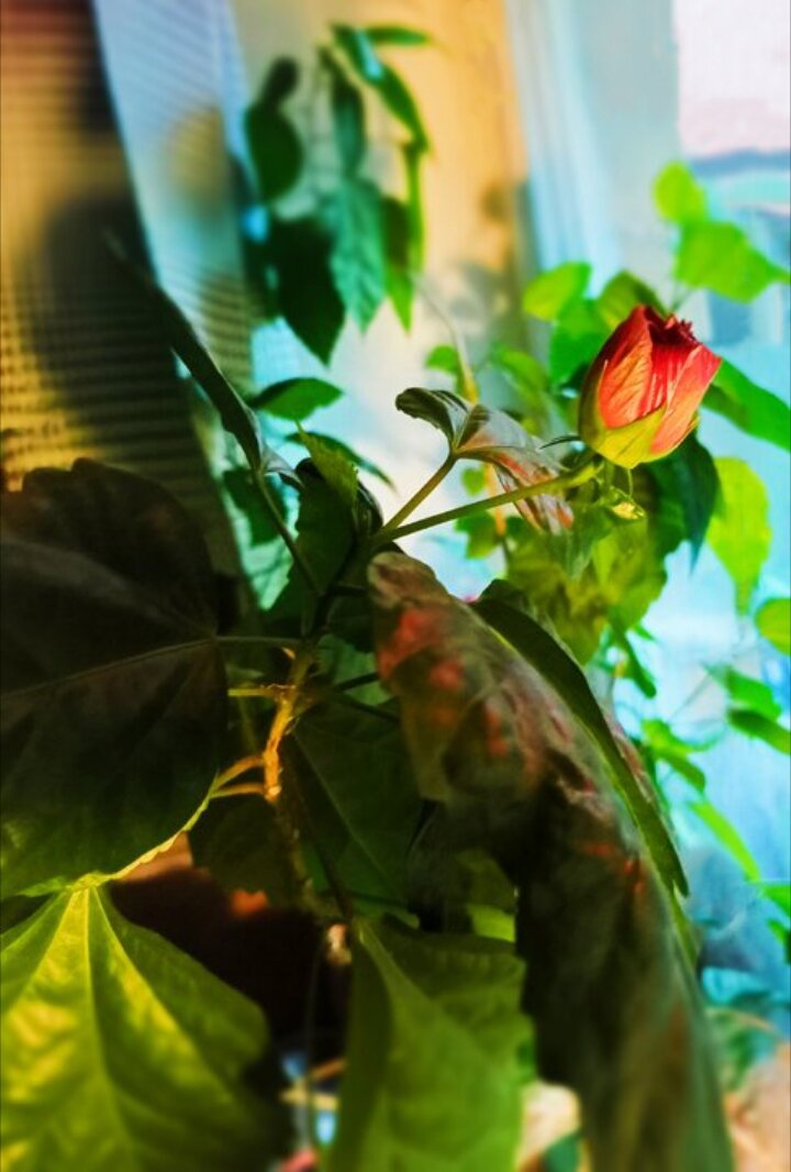 Желаю вам видеть своё растенице таким!  Мой много-многолетний розан, реанимированный в 2021