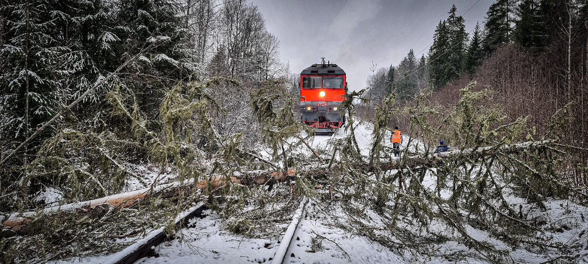Незапланированная остановка на перегоне. Самостоятельно убрать такое дерево невозможно