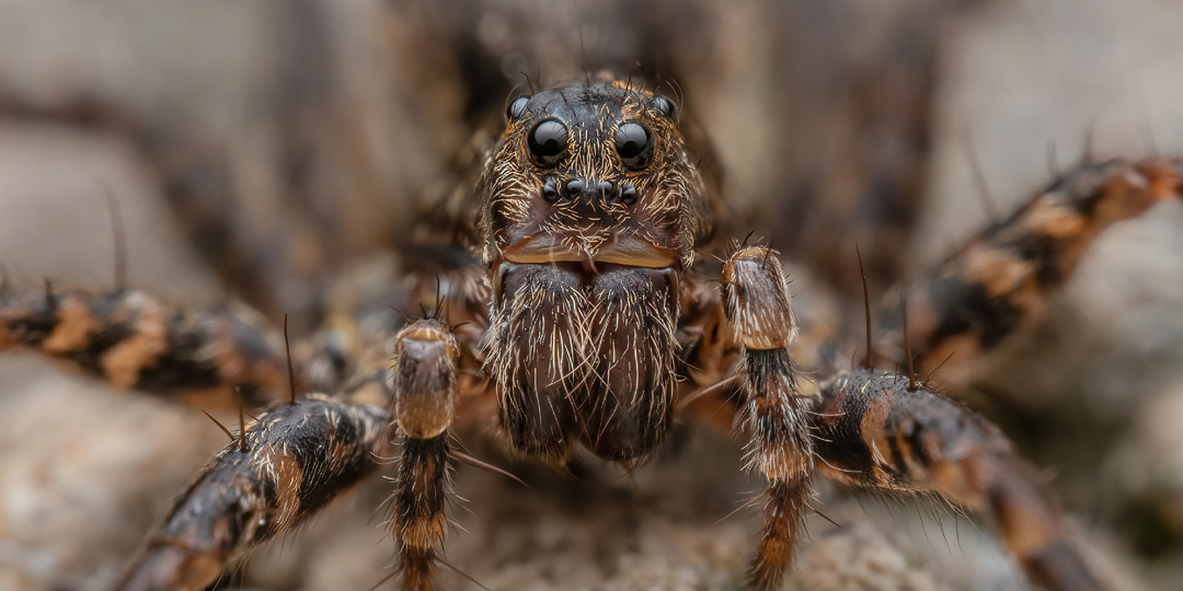 Что лучше: фокус-стекинг или одиночный снимок?