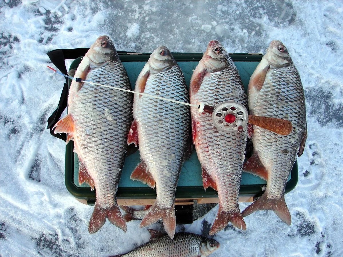 Много плотвы