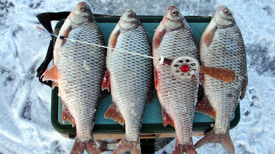 Зимние батонистые плотвички